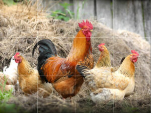 Rooster with Hens Tile Mural