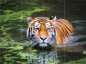 Swimming Tiger Mural