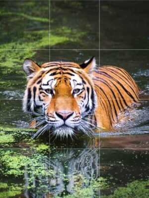 Tiger in the Pool Mural