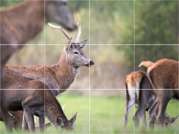 DeerDeerDeer Tile Mural