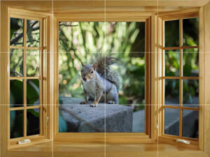 Squirrel on the Wall Window Splashback