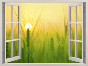 Sunset Corn Field Window View