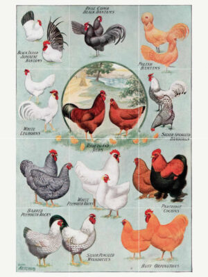 Rooster Posters Tile Mural