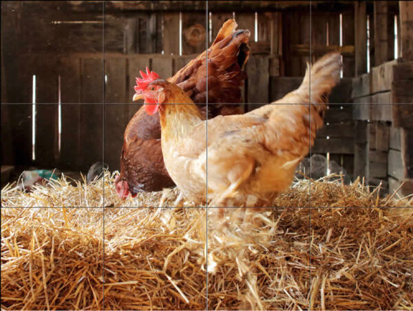 Chickens on Homestay Tile Mural