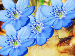 Blue Hepatica Mural