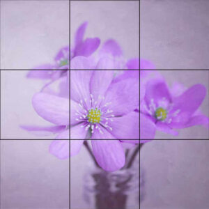 Purple Hepatica Mural