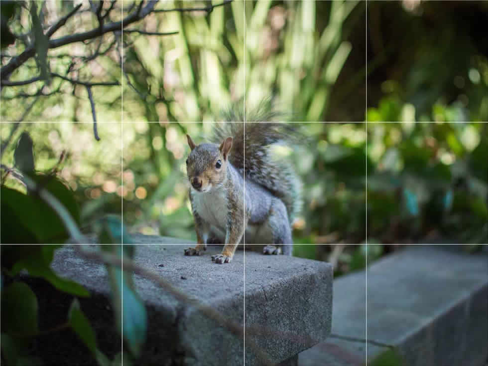 Squirrel on the Wall Mural - Picture Tile Murals