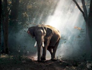 Elephant in the Forest Glass Mural